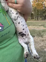 Tucker Lee, a male Miniature Dachshund for sale in Rolla, MO – Photo 4 of 4
