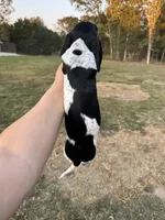 Tucker Lee, a male Miniature Dachshund for sale in Rolla, MO – Photo 3 of 4