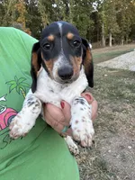 Tucker Lee, a male Miniature Dachshund for sale in Rolla, MO – Photo 1 of 4