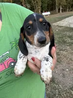 Tucker Lee, a male Miniature Dachshund for sale in Rolla, MO – Photo 2 of 4