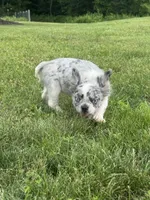Maxwell, a male French Bulldog for sale in Rolla, MO – 4 of 8