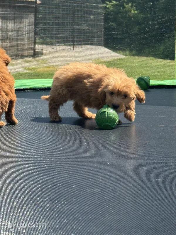 Lizzy – Miniature Goldendoodle puppy for sale in Rolla, MO