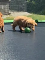 Lizzy, a female Miniature Goldendoodle for sale in Rolla, MO – 1 of 7