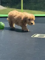 Lizzy, a female Miniature Goldendoodle for sale in Rolla, MO – 7 of 7