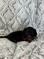 Carrie, a female Miniature Dachshund for sale in Rolla, MO – 6 of 6