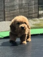Lieutenant, a male Miniature Goldendoodle for sale in Rolla, MO – 8 of 10