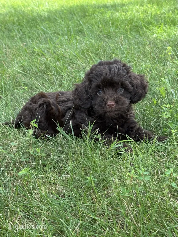 Mason – Cavapoo puppy for sale in Rolla, MO