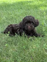 Mason, a male Cavapoo for sale in Rolla, MO – 1 of 4