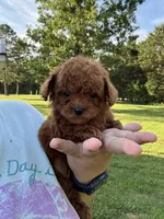 Ruby Red, a female Poodle - Toy  for sale in Rolla, MO – 6 of 7