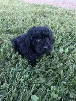 Sammy, a male Poodle - Miniature  for sale in Rolla, MO – 5 of 6