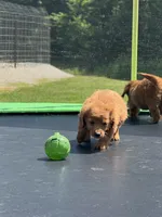 Laura, a female Miniature Goldendoodle for sale in Rolla, MO – 6 of 7