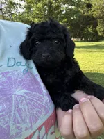 Ariel , a female Poodle - Toy  for sale in Rolla, MO – 5 of 9