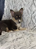 Maizie, a female Pembroke Welsh Corgi for sale in Rolla, MO – 2 of 5