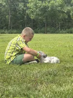 Maxwell, a male French Bulldog for sale in Rolla, MO – 5 of 8
