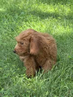 Lizzy, a female Miniature Goldendoodle for sale in Rolla, MO – 6 of 6