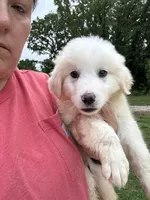 Ronald, a male Great Pyrenees for sale in Rolla, MO – 3 of 5