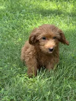 Lizzy, a female Miniature Goldendoodle for sale in Rolla, MO – 5 of 6