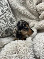 Esmeralda, a female Miniature Dachshund for sale in Rolla, MO – 4 of 10