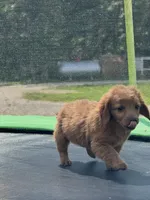 Laura, a female Miniature Goldendoodle for sale in Rolla, MO – 5 of 7