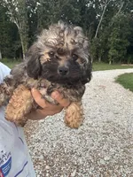 Sadie, a female Poodle - Toy  for sale in Rolla, MO – 3 of 10