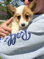 Millie, a female Pembroke Welsh Corgi for sale in Rolla, MO – 10 of 10