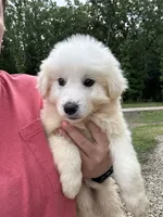 Radar , a male Great Pyrenees for sale in Rolla, MO – 3 of 3