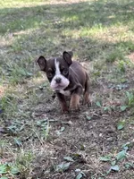 Miranda, a female English Bulldog for sale in Rolla, MO – Photo 3 of 5