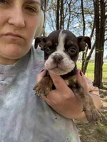 Miranda, a female English Bulldog for sale in Rolla, MO – Photo 4 of 5