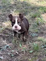 Miranda, a female English Bulldog for sale in Rolla, MO – Photo 2 of 5