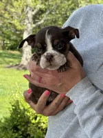 Miranda, a female English Bulldog for sale in Rolla, MO – 7 of 7