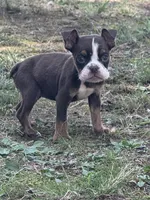 Miranda, a female English Bulldog for sale in Rolla, MO – Photo 5 of 5