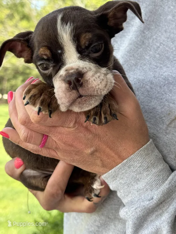 Miranda – English Bulldog puppy for sale in Rolla, MO
