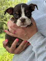 Miranda, a female English Bulldog for sale in Rolla, MO – 2 of 7