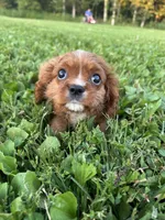 Puddin , a male Cavalier King Charles Spaniel for sale in Rolla, MO – 6 of 6