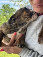 Martin, a male English Bulldog for sale in Rolla, MO – Photo 5 of 6