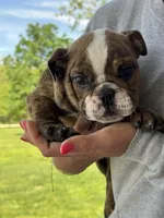 Martin, a male English Bulldog for sale in Rolla, MO – Photo 4 of 6