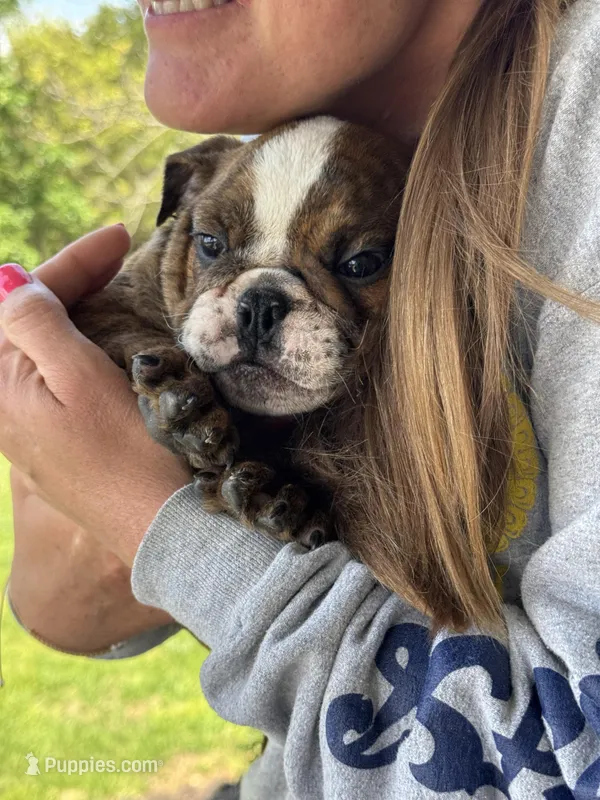 Martin, a male English Bulldog for sale in Rolla, MO – Photo 1 of 6