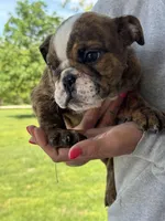 Martin, a male English Bulldog for sale in Rolla, MO – Photo 2 of 6