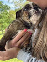 Martin, a male English Bulldog for sale in Rolla, MO – Photo 6 of 6