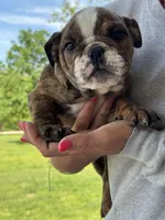 Martin, a male English Bulldog for sale in Rolla, MO – Photo 3 of 6