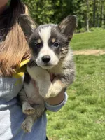Brent, a male Pembroke Welsh Corgi for sale in Rolla, MO – 4 of 4