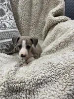 Spice, a female Italian Greyhound for sale in Rolla, MO – 6 of 6