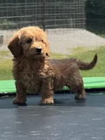 Lieutenant, a male Miniature Goldendoodle for sale in Rolla, MO – 10 of 10