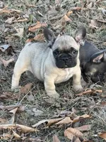 Liam, a male French Bulldog for sale in Rolla, MO – Photo 1 of 2