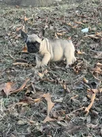 Liam, a male French Bulldog for sale in Rolla, MO – Photo 2 of 2