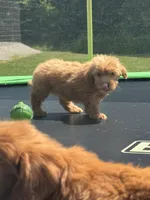 Lizzy, a female Miniature Goldendoodle for sale in Rolla, MO – 3 of 7