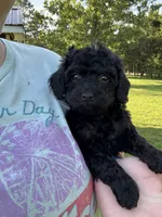 Ariel , a female Poodle - Toy  for sale in Rolla, MO – 2 of 9