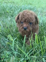 Ruby Red, a female Poodle - Toy  for sale in Rolla, MO – 7 of 7
