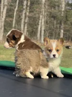 Nash, a male Pembroke Welsh Corgi for sale in Rolla, MO – Photo 8 of 10