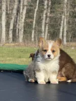 Nash, a male Pembroke Welsh Corgi for sale in Rolla, MO – Photo 7 of 10
